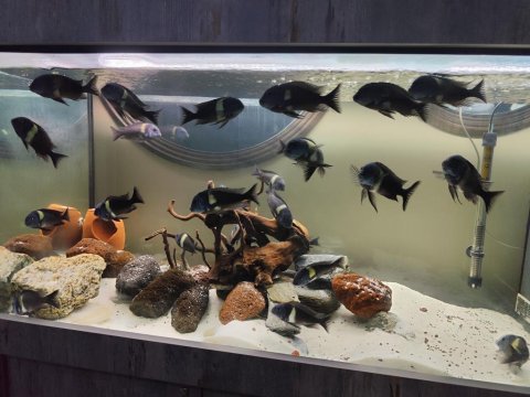 24 adet tropheus duboisi maswa