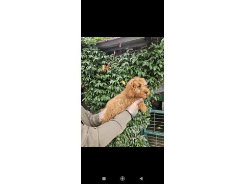 Irk ve sağlık garanti poodle yavrularımuz