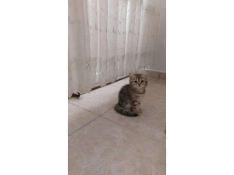 British shorthair ve scottish fold yavrular