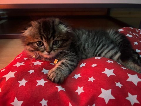 2 aylık erkek yavru scottish fold