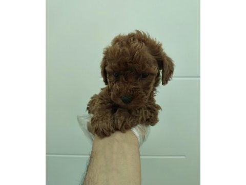 Red kore toy poodle bebekler
