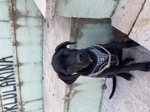4 aylık cane corso