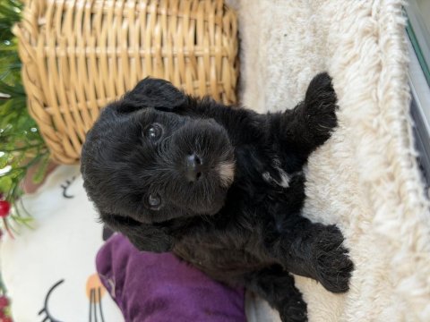 Nadir bulunan siyah poodle