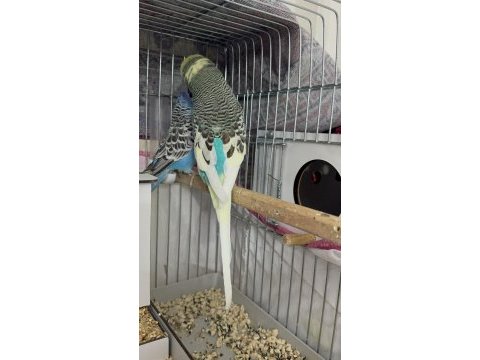 Şov jumbo muhabbet kuşu
