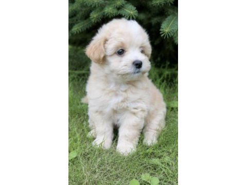 Maltipoo safkan köpeğimiz
