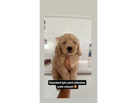 Muhteşem maltipoo bebekler