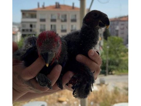 Eclectus papağanı bebekler