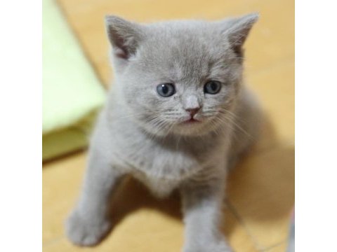 British shorthair yavruları