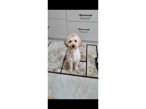 10 aylık poodle sahibim olurmusun