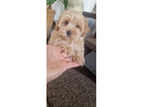 Ev üretimi maltipoo bebeklerimiz