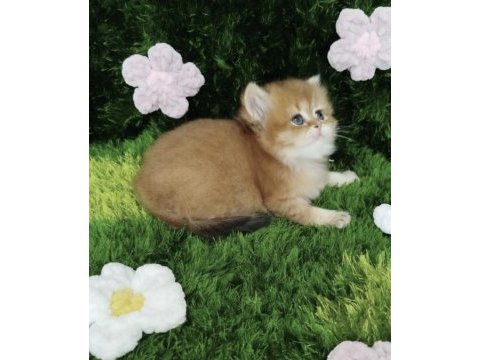 British longhair golden