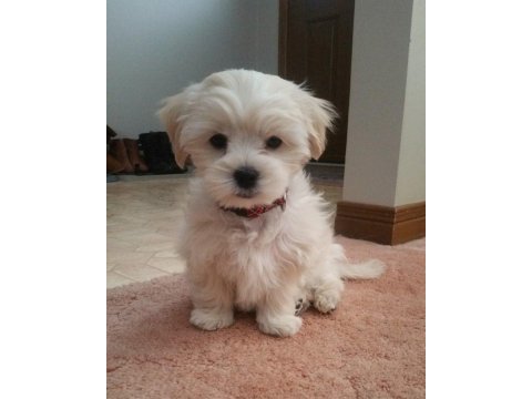 Maltese terrier yavrularımız aynı gün teslimat