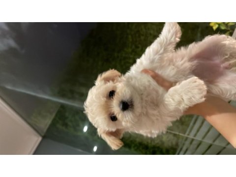 2 aylık dişi maltipoo