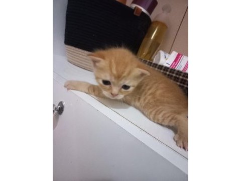 Çok sevecen british shorthair