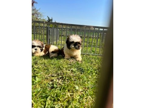Süper kalite shih tzu yavruları