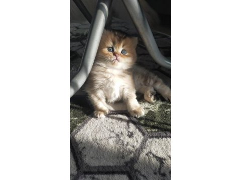 British longhair erkek