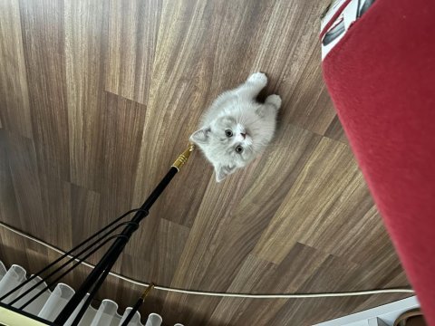 Kayseriden british shorthair bebekler yeni yuvalarına hazır