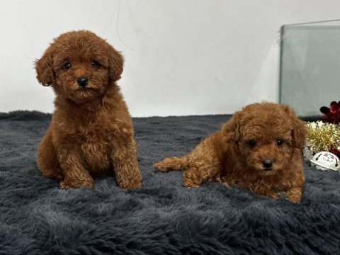 Secereli toy poodle yavruları