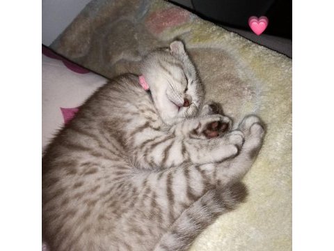Sahibinden scottish fold