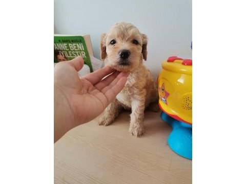 Minik maltipoo yavrularımız teslime hazır