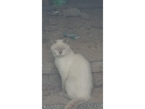 Bu asil kedimize yuva aranıyor