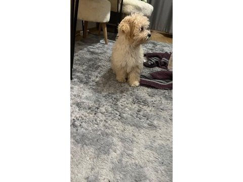 4 aylık güzeller güzeli minik dişi maltipoo