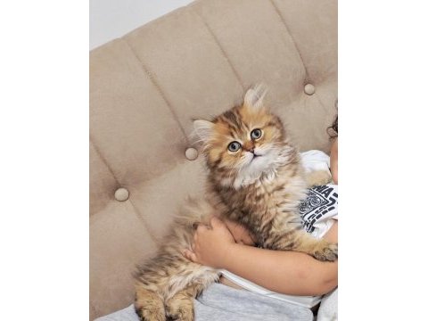 Çok sevecen golden black british longhair 3 aylık