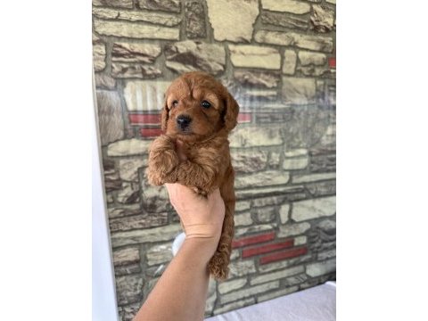 Toy poodle köpeğimiz