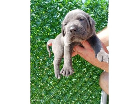 Cane corso yavrularımız ırk garantilidir