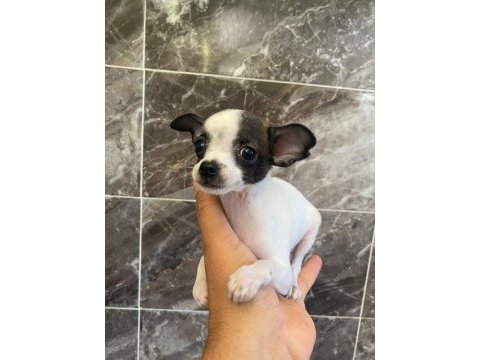 Elma kafa tea cup chihuahua