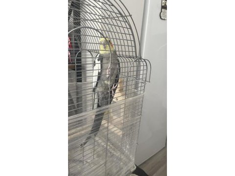 Yakışıklı erkek sultanımızı sahiplendirmek istiyoruz