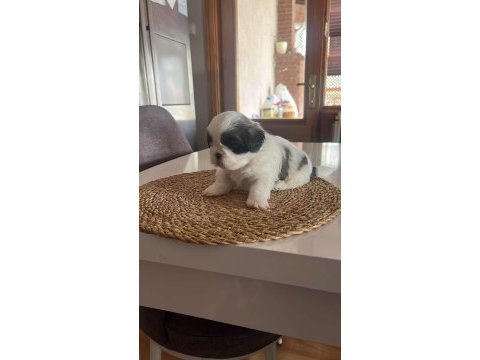 Yavru shih tzu
