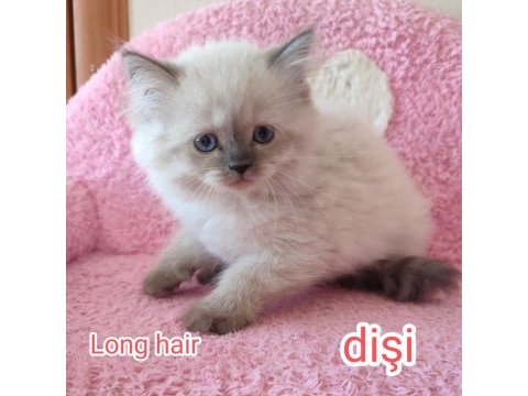 British longhair tuvalet eğitimleri verildi