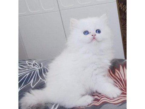 Brıtısh longhaır yavrularım 