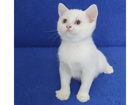 Beyaz mavi boncuk teslime hazırdır 