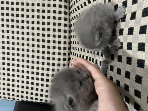 British shorthair 20 günlük