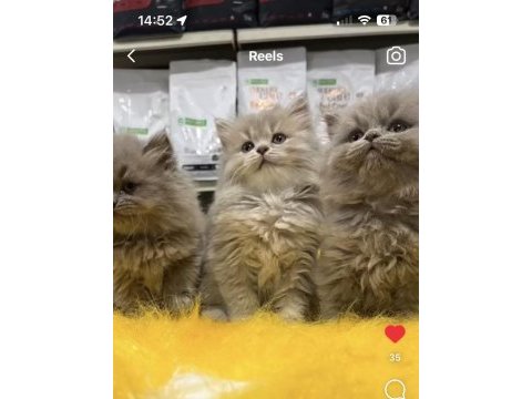 British longhair ırkının en güzel örneklerini sunuyorum