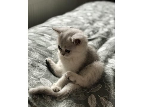 Ns11 silver point british longhair