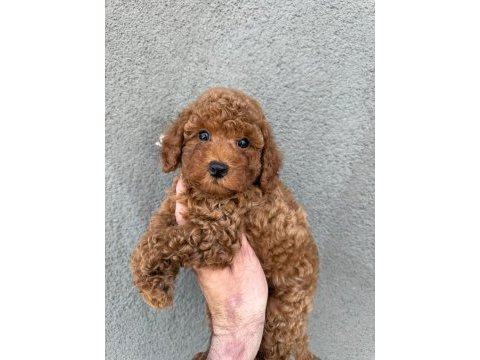 Sağlık ve ırk garantili teacup poodle