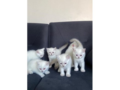 2 aylık british shorthair