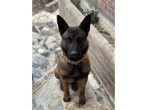 Belçika malinois