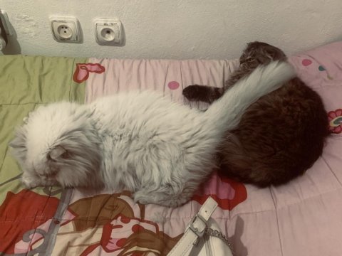 British longhair erkek
