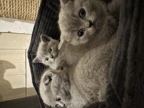 Sağlıklı scottish fold yavrularımız yeni yuvalarını arıyor