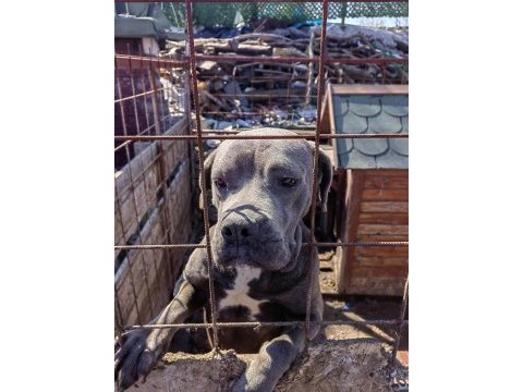 Cane corso blue dişi 2 yaşında hiç eş görmemiş