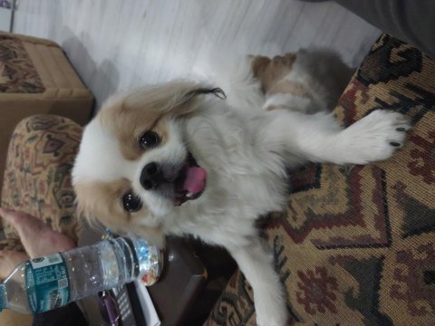 Sevimli pekinez köpeği