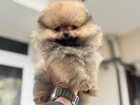 Üst segment teddy face pomeranian yavrularımız