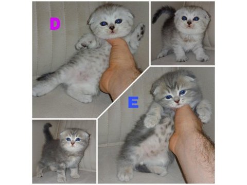 Safkan şecereli scottish fold