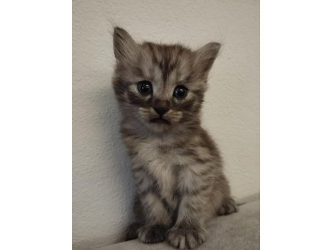 Ücretsiz kediler sahiplendiriyoruz ama iyi bakmak şartıyla