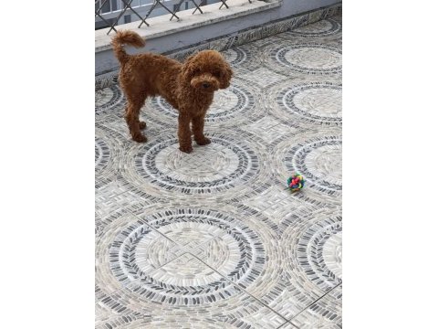 Toy poodle 11 aylık