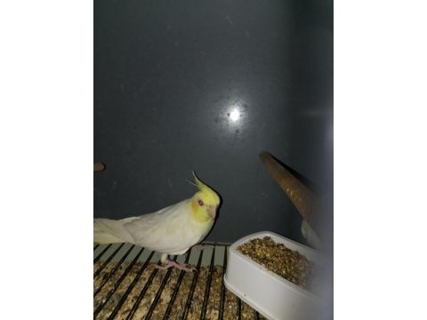 Çift damızlık sultan papağanı